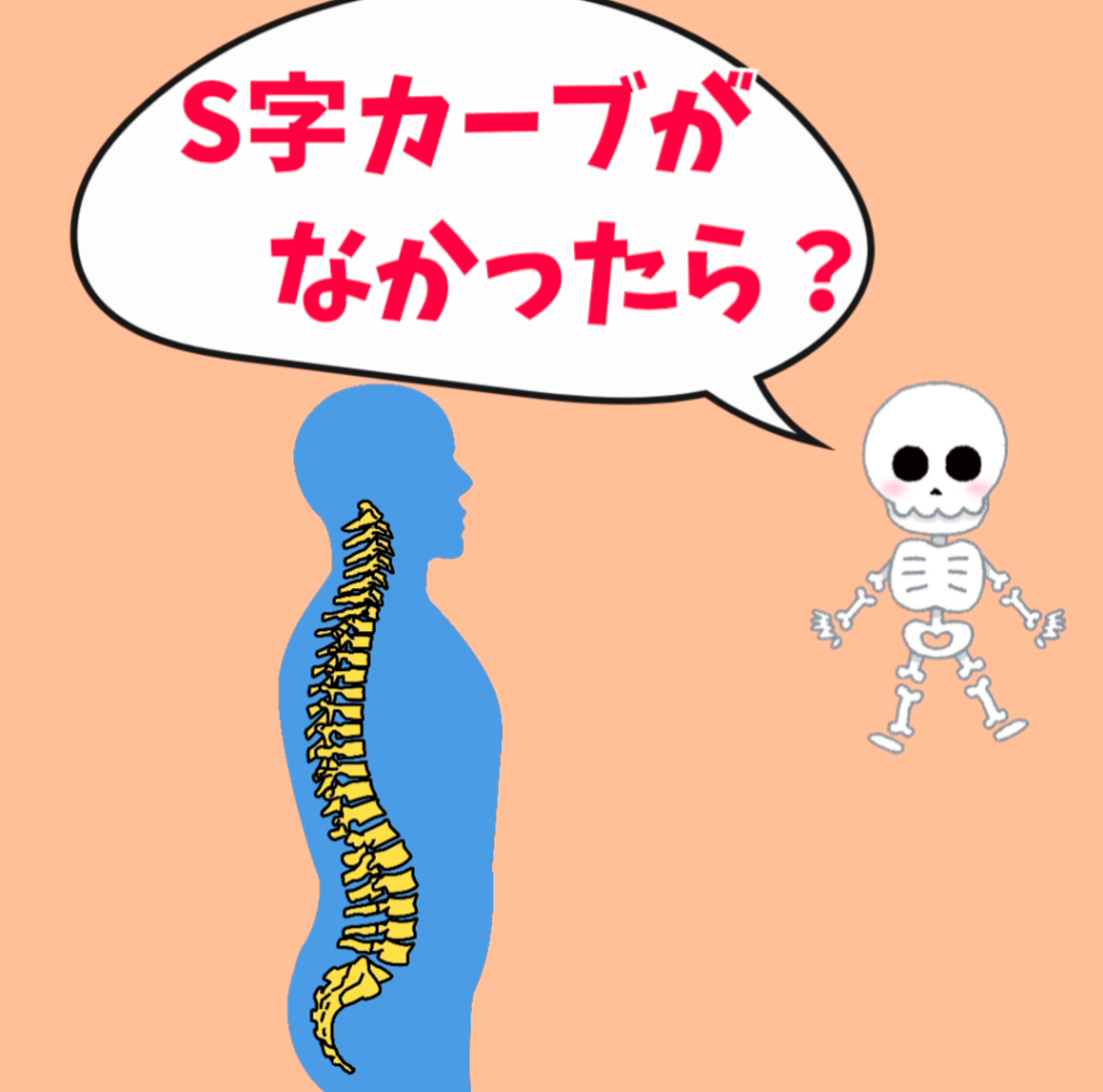 ⭐️S字カーブがなかったら？